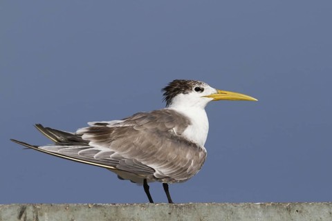 Greater Crested Tern (Thalasseus bergii), Oman