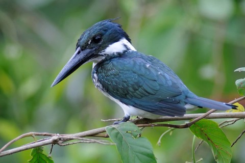 Amazon Kingfisher (Chloroceryle amazona), Pantanal, Brazil