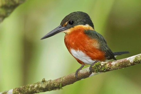 American Pygmy Kingfisher (Chloroceryle aenea), Ecuador
