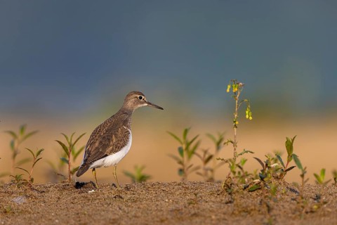 Common Sandpiper (Actitis hypoleucos), North Rhine-Westphalia, Germany