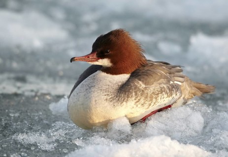 Common Merganser (Mergus merganser) female, Mecklenburg-Western Pomerania, Germany