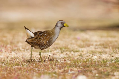 Sora (Porzana carolina), California, USA
