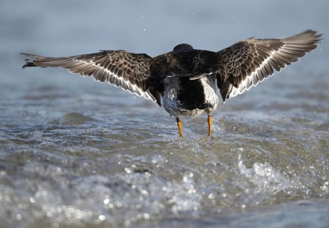 Purple Sandpiper (Calidris maritima), Schleswig-Holstein, Germany