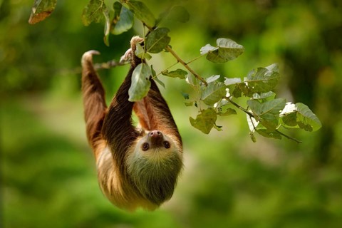 Sloth in nature habitat. Beautiful Hoffman's Two-toed Sloth, Choloepus hoffmanni, climbing on the