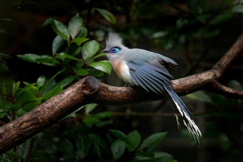 Crested Couna, Coua cristata, rare grey and blue bird with crest, in nature habitat. Couca sitting