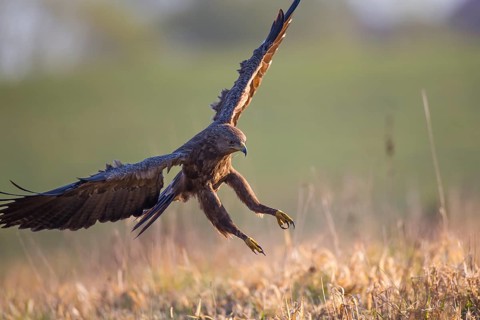 Lesser Spotted Eagle (Clanga pomarina) approaching, Mecklenburg-Western Pomerania, Germany