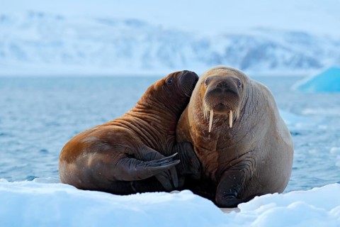 Mother with cub. Young walrus with female. Winter Arctic landscape with big animal. Family on cold