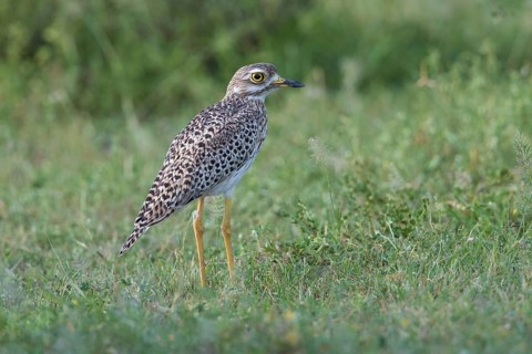 Kaptriel (Burhinus capensis), Spekes Bay, Tanzania