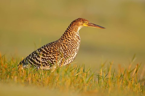 Bird in grass. Evening sun, Rufescent Tiger-Heron, Tigrisoma lineatum, motteled bird with evening