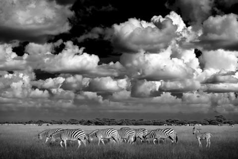 Zebra with blue storm sky. Burchell's zebra, Equus quagga burchellii, Nxai Pan National Park,