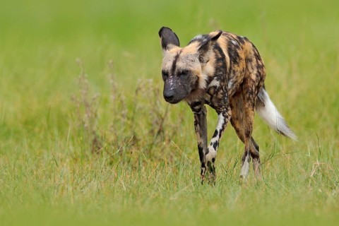 African wild dog, walking in the green grass, Okacango deta, Botswana, Africa. Dangerous spotted