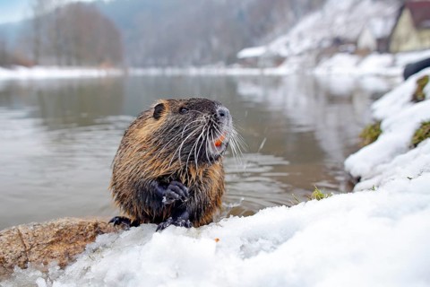 Nutria, wide angle with habitat. Nutria, Myocastor coypus, winter mouse with big tooth in the snow,