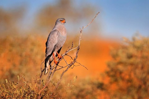 Pale chanting goshawk, Melierax canorus, bird of prey from Kalahari desert hunting rodents.