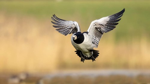 Barnacle Goose (Branta leucopsis) flying, Netherlands
