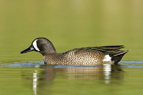 Blue-winged Teal (Spatula discors) male, Texas, USA