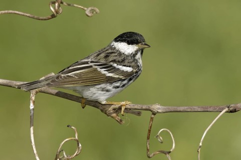 Blackpoll Warbler (Setophaga striata), Texas, USA