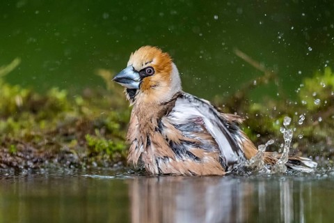 Hawfinch (Coccothraustes coccothraustes) male bathing, Subotica, Serbia