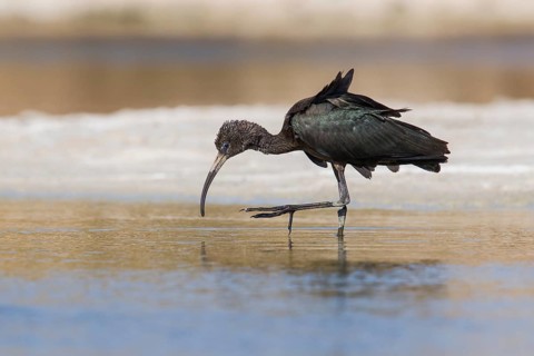 Glossy Ibis (Plegadis falcinellus) foraging, Eilat, Israel