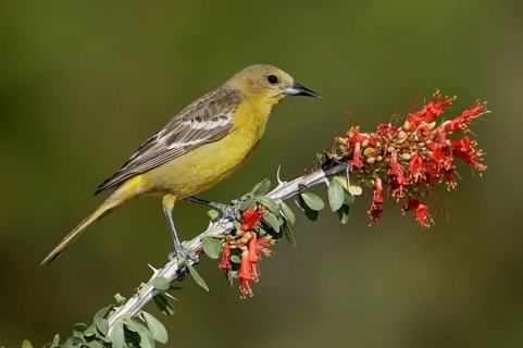 Scott's Oriole (Icterus parisorum) female, Arizona, USA