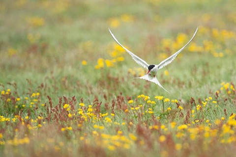 Arctic Tern (Sterna paradisaea) flying over blooming meadow, Iceland