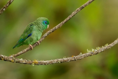 Spectacled Parrotlet (Forpus conspicillatus) perched on a branch in the Andes mountains in Colombia
