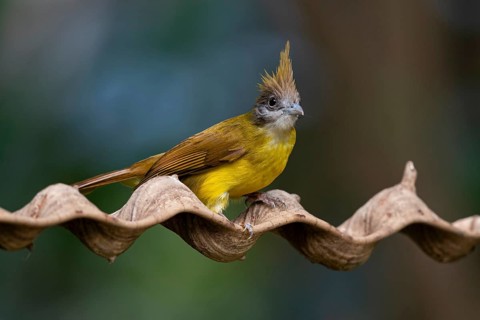 White-throated Bulbul (Alophoixus flaveolus burmanicus), Yunnan, China