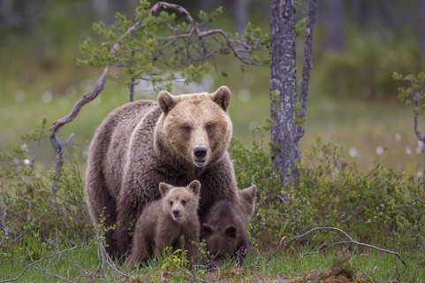 Eurasian Brown Bear (Ursus arctos) mother with cubs, Finland