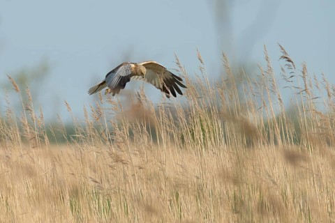 Western Marsh Harrier (Circus aeruginosus) male flying, Schleswig-Holstein, Germany