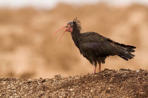 Northern Bald Ibis (Geronticus eremita), Morocco