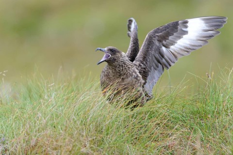 Great Skua (Stercorarius skua) calling, Runde, Norway