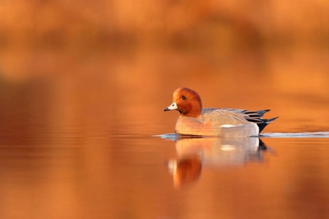 Eurasian Wigeon (Mareca penelope) male, Utrecht, Netherlands