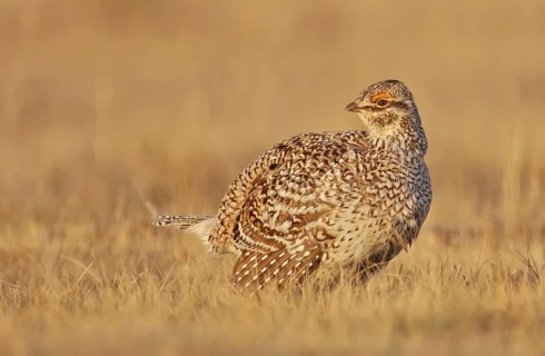 Sharp-tailed Grouse (Tympanuchus phasianellus) female, Saskatchewan, Canada