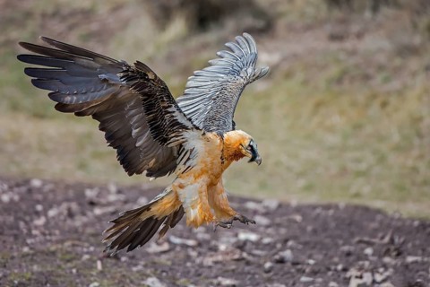 Bearded Vulture (Gypaetus barbatus) flying, Catalonia, Spain