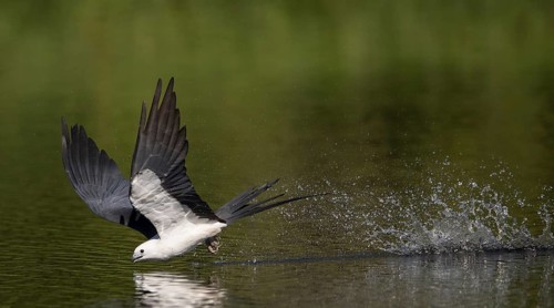 Swallow-tailed Kite (Elanoides forficatus) drinking in flight, Florida, USA