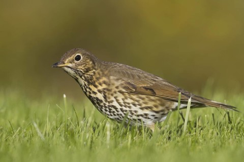 Song Thrush (Turdus philomelos), Schleswig-Holstein, Germany