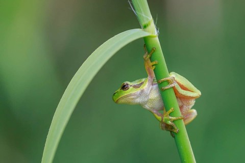 European Tree Frog (Hyla arborea) perchend on reed, North Rhine-Westphalia, Germany