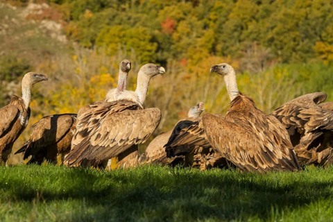 Griffon Vulture (Gyps fulvus), group feeding, Castilla Leon, Spain
