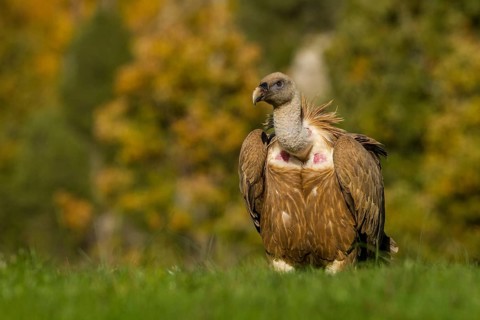 Griffon Vulture (Gyps fulvus), Castile and Leon, Spain