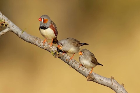 Zebra Finch (Taeniopygia guttata castanotis), Northern Territory, Australia