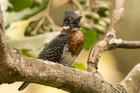 Giant Kingfisher (Megaceryle maxima) male, Gambia