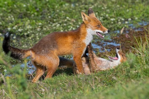 Red Fox (Vulpes vulpes) two young fighting and playing in grassland, Netherlands