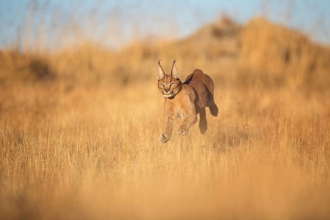 Caracal (Caracal caracal) running adult in meadow, Castile-La Mancha, Spain
