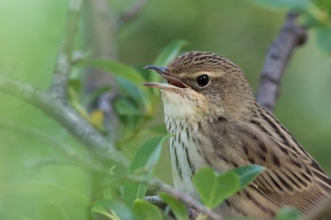 Lanceolated Warbler - Strichelschwirl - Locustella lanceolata ssp. lanceolata, Russia