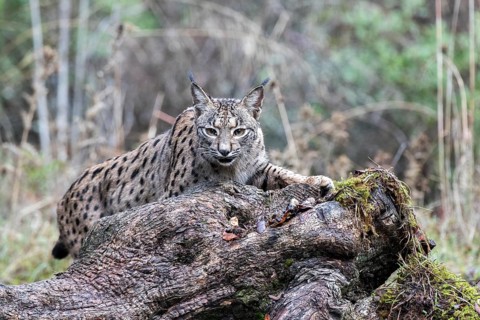 Iberian lynx, Lynx pardinus