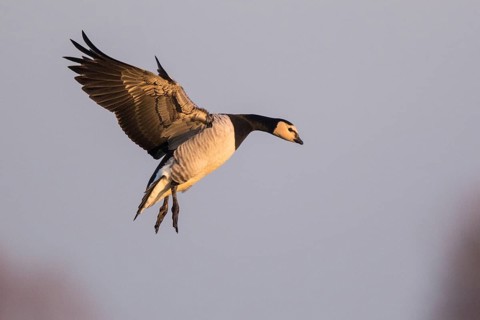 Barnacle Goose (Branta leucopsis) landing, North Rhine-Westphalia, Germany