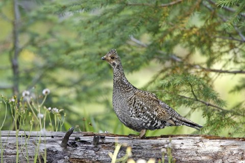 Dusky Grouse Dendragapus obscurus Hannigans Meadow, White mountains, Arizona, United States 27 June