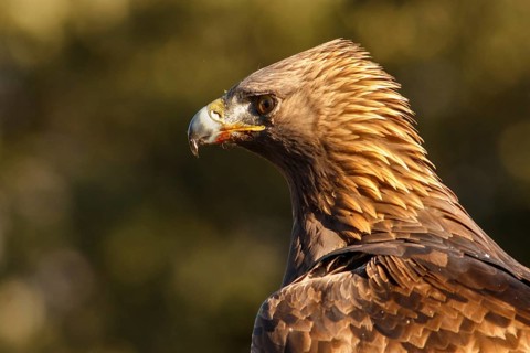 Golden Eagle (Aquila chrysaetos) adult male portrait, Castile and Leon, Spain