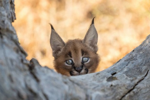 Caracal (Caracal caracal) cub portrait, Castile-La Mancha, Spain