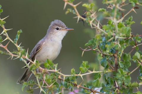 Uppchers Warbler - Dornspötter - Hippolais languida, Kyrgyzstan