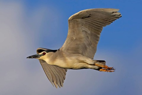 Black-crowned Night Heron (Nycticorax nycticorax) flying, Mallorca, Spain